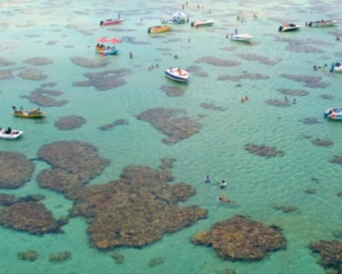 parrachos perobas 2 1000x1504